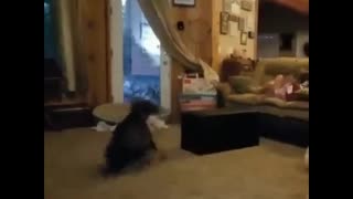 Dog freestyle dance