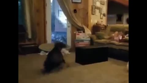 Dog freestyle dance