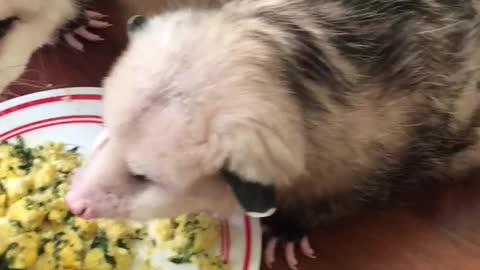 Hungry possums eating breakfast