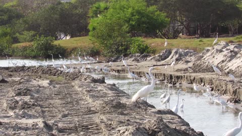 Situación en canales de El Laguito