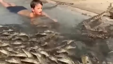 Legendary Kid Swims with Hundreds of Nile Crocodiles