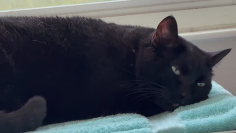 Adopting a Cat from a Shelter Vlog - Cute Precious Piper Rests in Her Spa