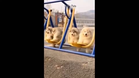 Cute Puppies Riding On Swing 🤗 | Cute Puppies | TheSPARROW