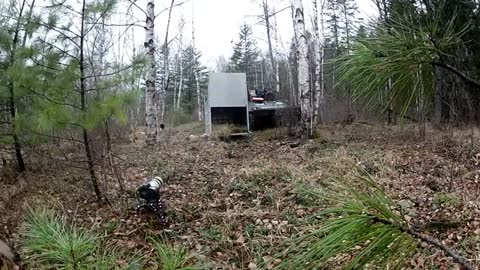 GoPro- Siberian Tiger Release - A Rare Sight