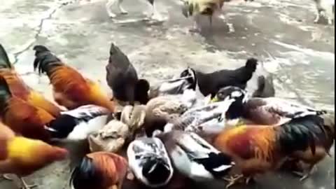 Chicken VS Dog Fight -Funny Fight