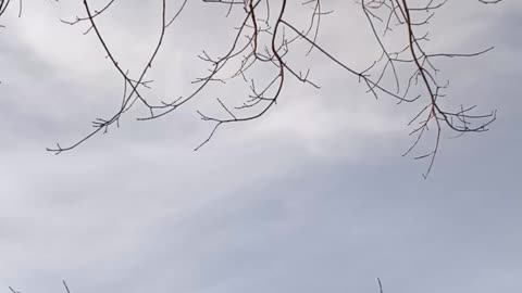 Bald eagle flying