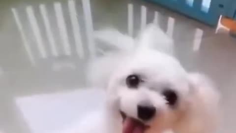 Funny Dog Dancing 🤣