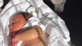 Dog Protects Newborn Baby From Sun In His Eyes