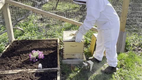 Bee Keeper checks on Bees in Flow Hive after long winter