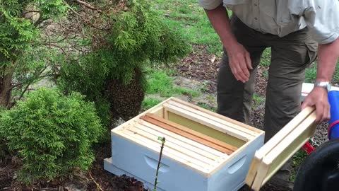 Bee Expert Removes Swarm Without Protective Clothing