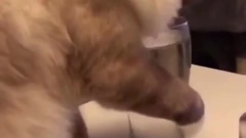 Cute cat playing with water