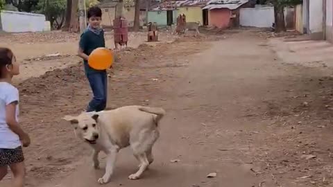 Dogs video