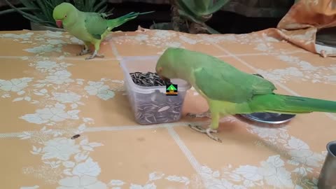 So Amazing Cute Voice Of Female Mago Ringneck Talking Parrot_p3