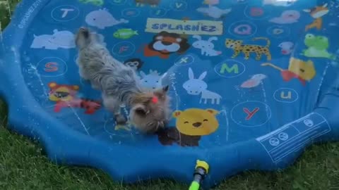 Yorkies Love their Relaxing Sprinkler Pool
