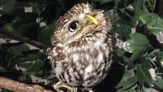 Cutest fluffy thinking owl
