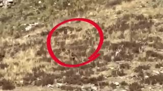 Couple says they filmed Bigfoot in Colorado