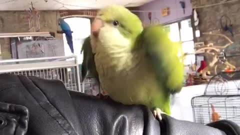 Happy Little Quaker Parrot