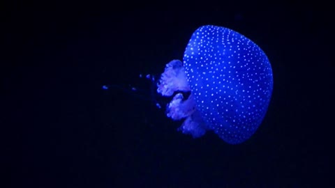 Jelly fish sea creatures