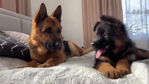 German Shepherd Confused by Meeting with German Shepherd Puppy