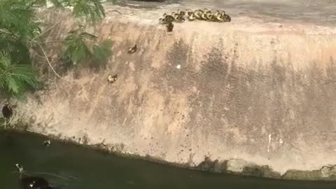 Duck mom teaching her kids to get down