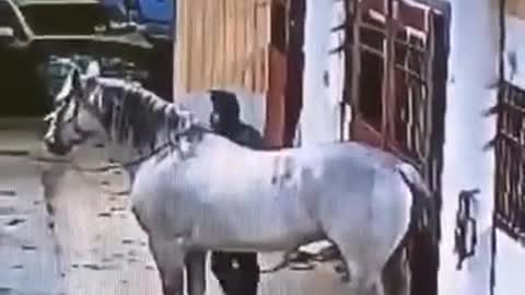 Funny Horse Climb Fail 1