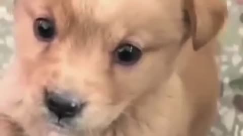 Cute innocent puppy 🐶🫶❤️