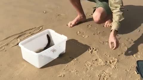 Sick Sea Snake Rescue