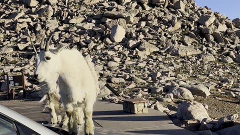 Mountain Goat Took a Whizz on My car