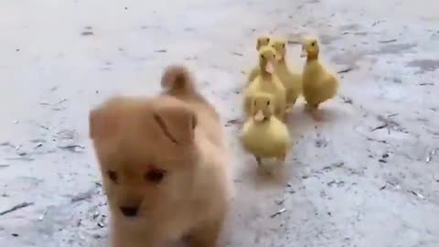 Ducklings Will Follow Doggie Wherever He May Go