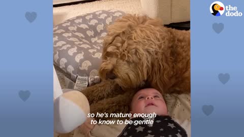 This dog teaches his baby sister how to crawl