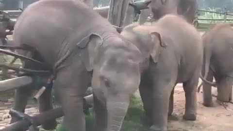 An elephant climbs over a fence