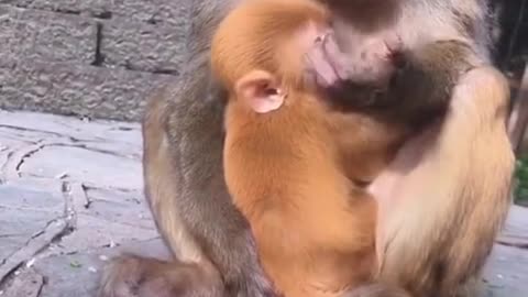 Funny monkey eating flying insect from air