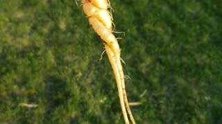 Corkscrew Carrots