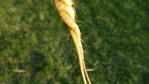 Corkscrew Carrots