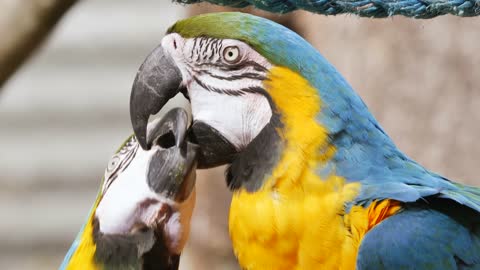 Two Lovely parrot kissed each other