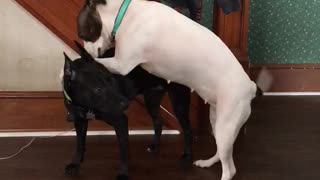 Hilarious playtime between dogs