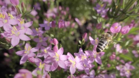 Bee flying over pink flowers a sunny day. Slow motion