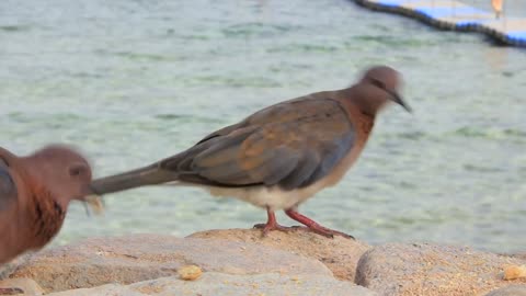 Egyptian pigeons