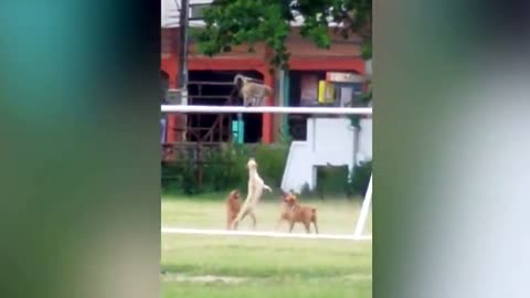 Four dogs try to catch wild monkey cheekily sitting on top of goalposts