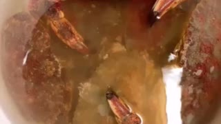 Fresh Caught Crab Feast