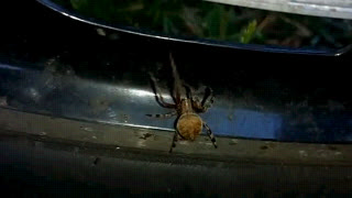 Araneus Ventricosus Spider interrupting my Front Disc Brake Video