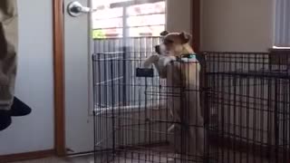 White puppy climbs out black cage