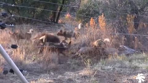 Wild dogs vs Animals fighting for life.