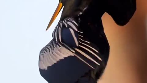 The Anhinga ~A Water Bird~The Word Anhinga Comes From The Brazilian Tupi Language Means “Devil Bird” Or “Snake Bird”