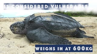 The World's Largest Turtles | CicadaCivics