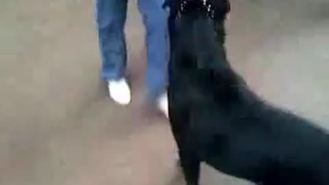 Funny Things | Funny Videos | Brave Kitten Stands Up to Attack Dog MUST SEE