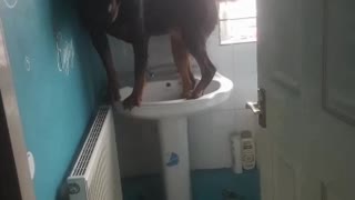 Adorable Rottweiler Stands in the Sink