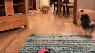 Adorable Pomeranian loves playing with his squeaky toy