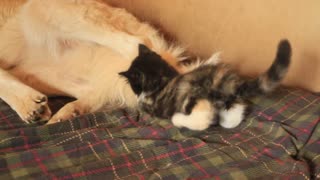 Gatito rescatado juega sin miedo con un perro pastor