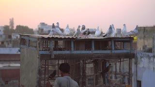 Group Of Pigeons Waiting Owner To Open Their Houses On a Rooftop Birdcage